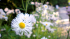 philadelphia-fleabane_1600x900.jpg